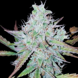 MANDARINE AUTO