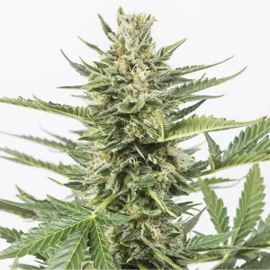 CHEESE XL AUTO